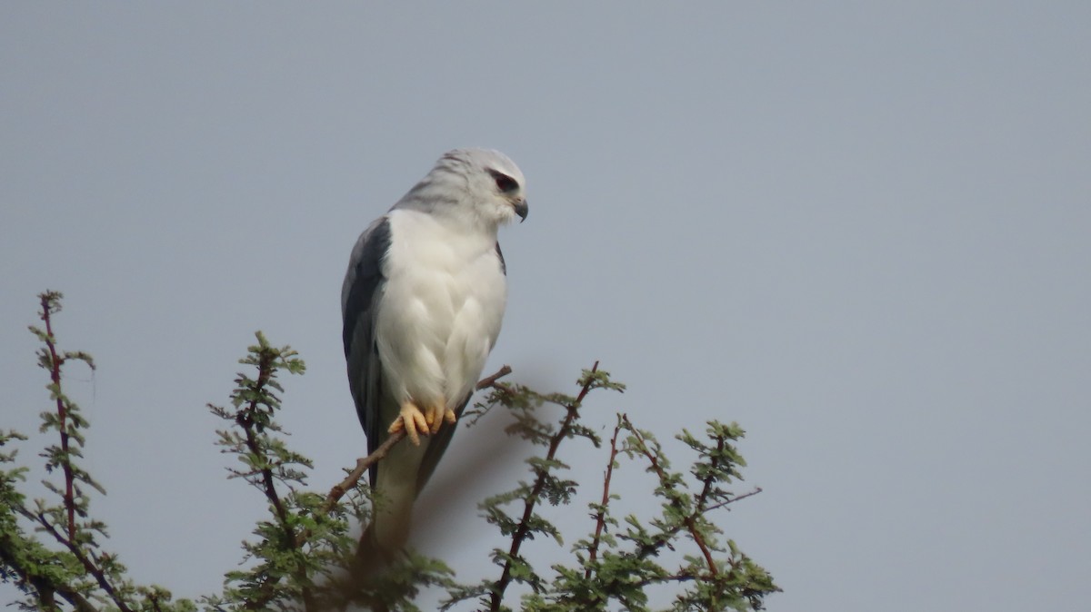 Black-winged Kite - ML646289785