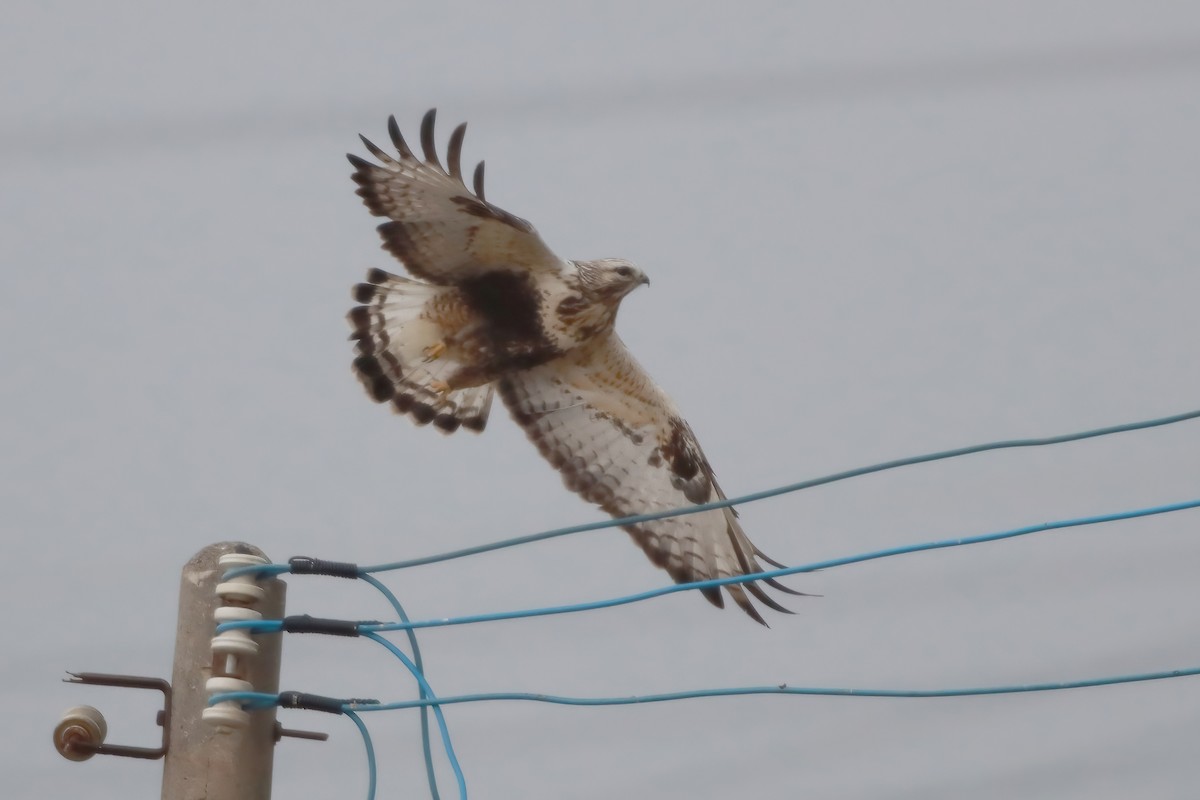 káně rousná - ML646289786