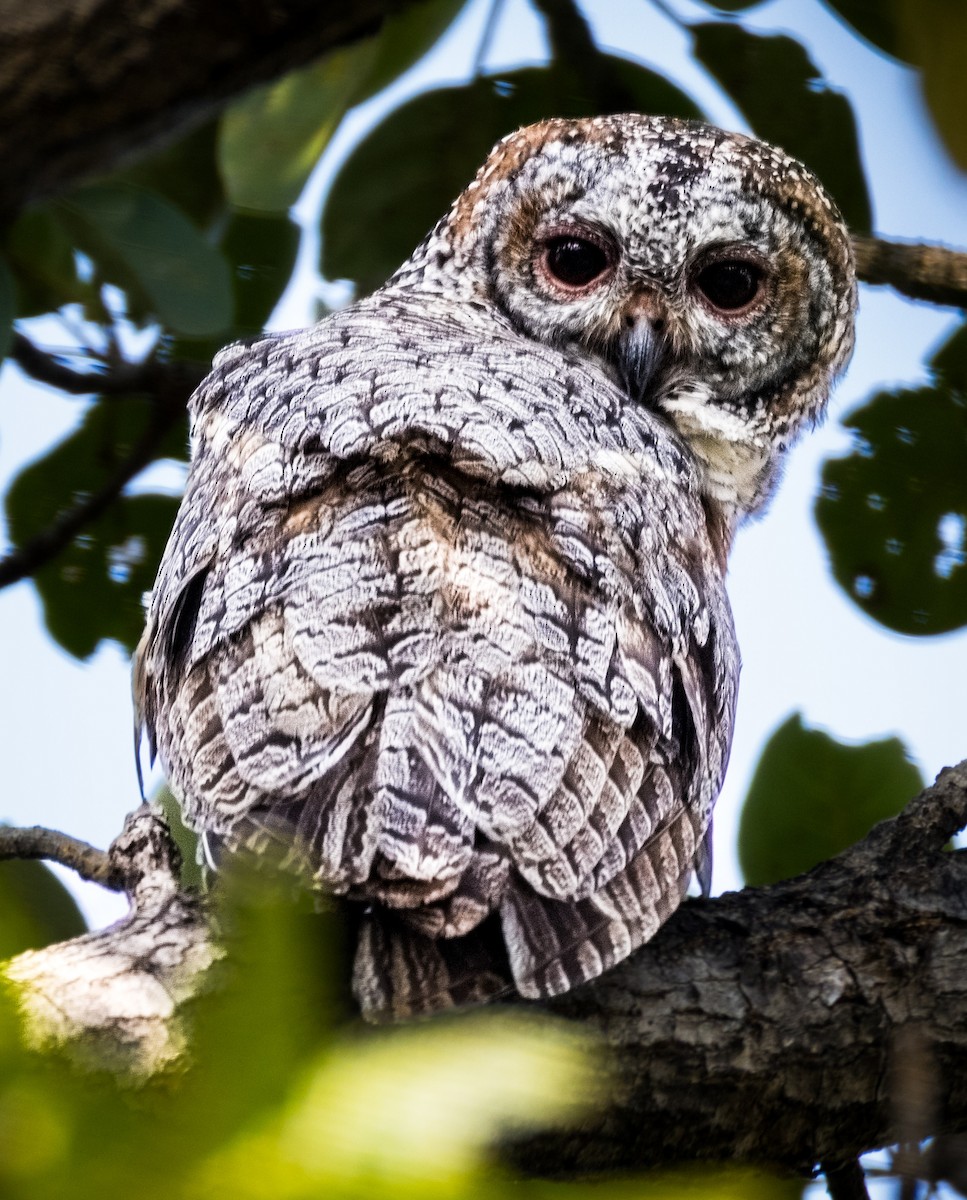 Mottled Wood-Owl - ML646289787