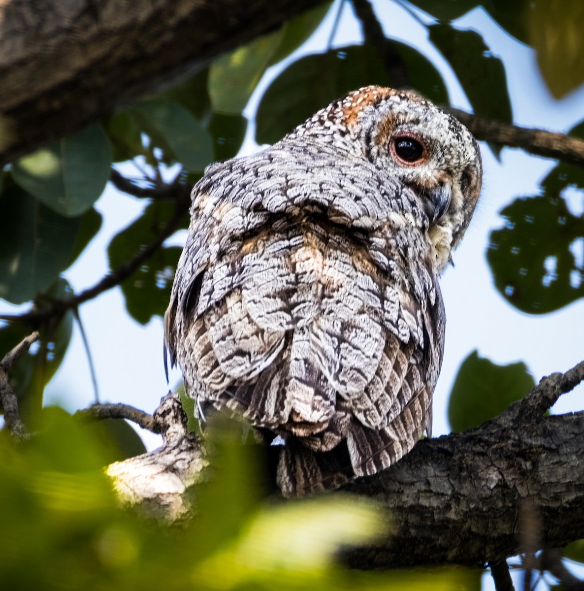 Mottled Wood-Owl - ML646289788