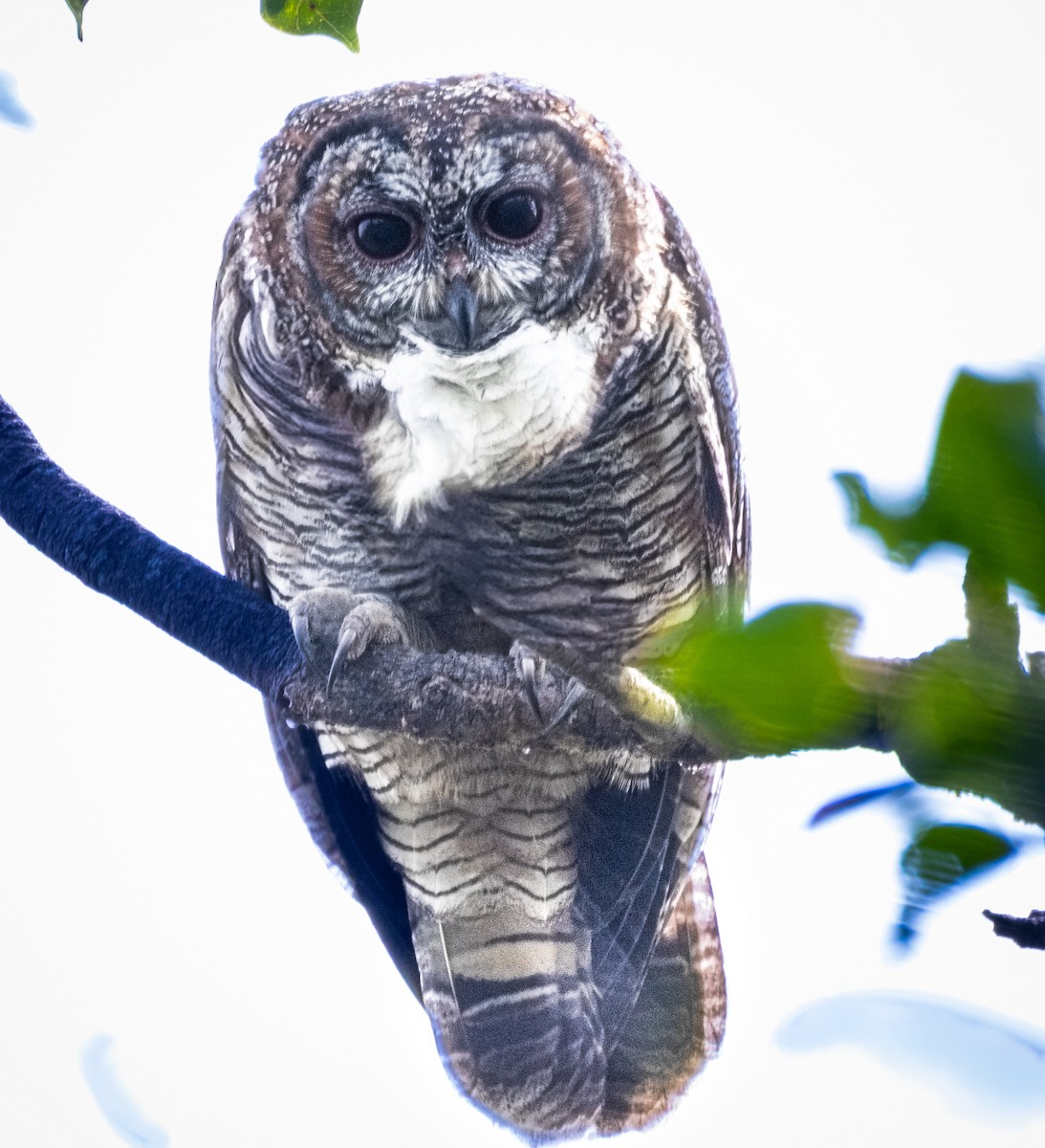 Mottled Wood-Owl - ML646289789