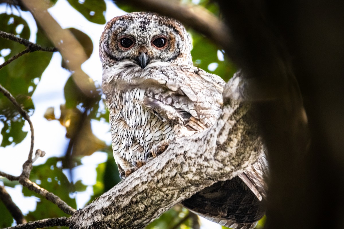 Mottled Wood-Owl - ML646289790