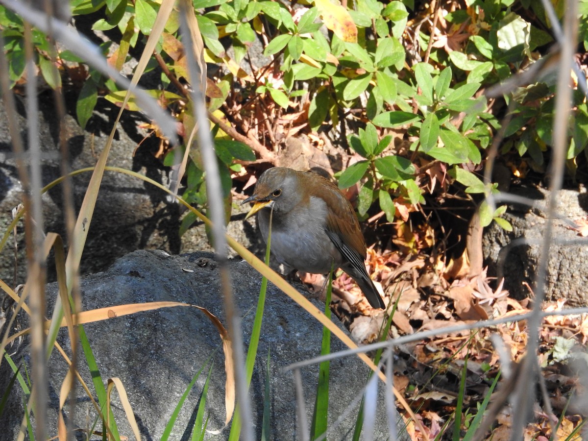 Pale Thrush - ML646289793