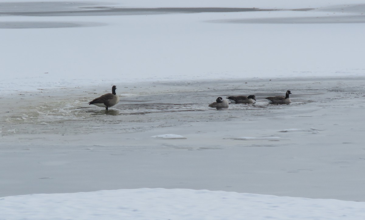 Canada Goose - ML646289794