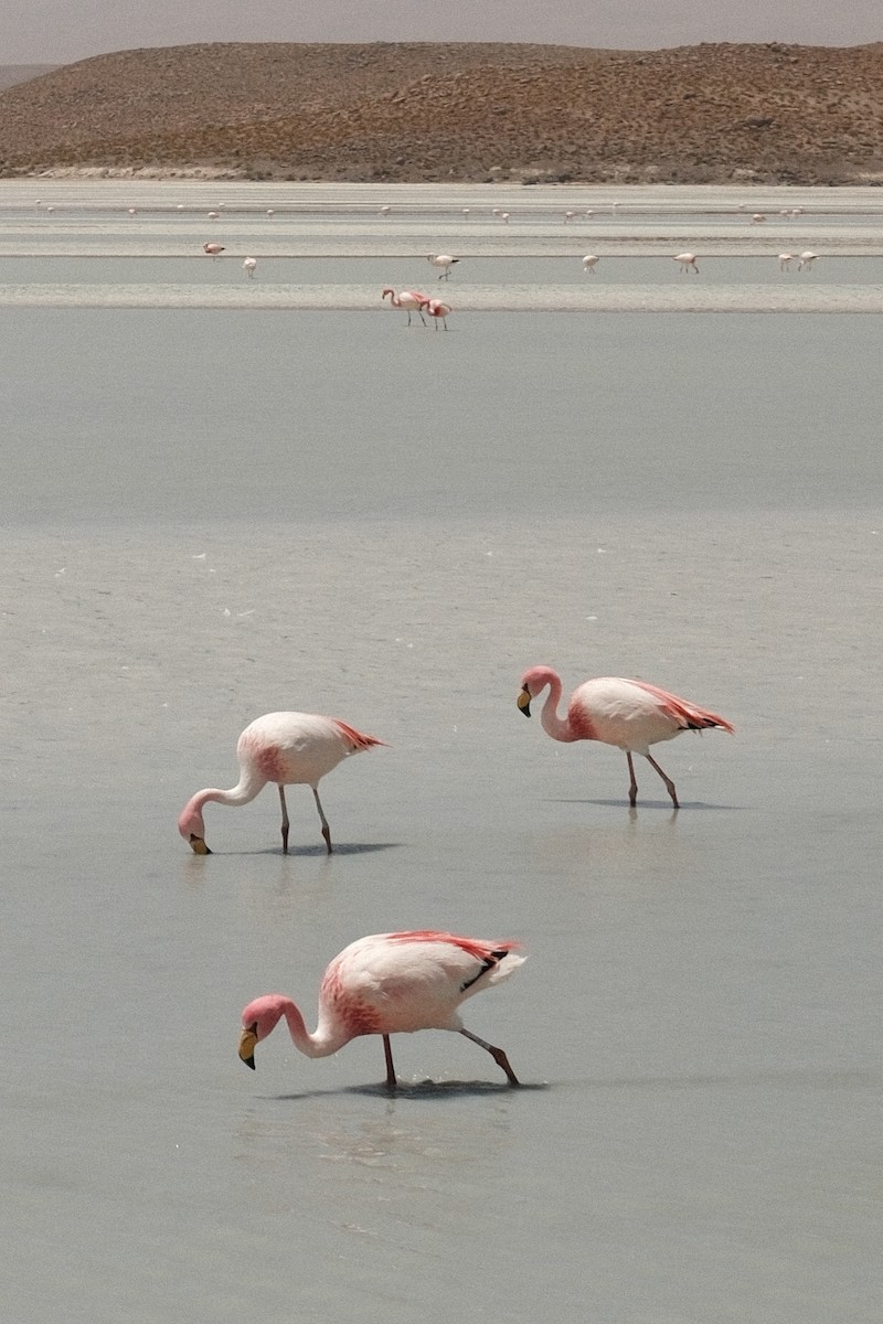 James's Flamingo - ML646289796