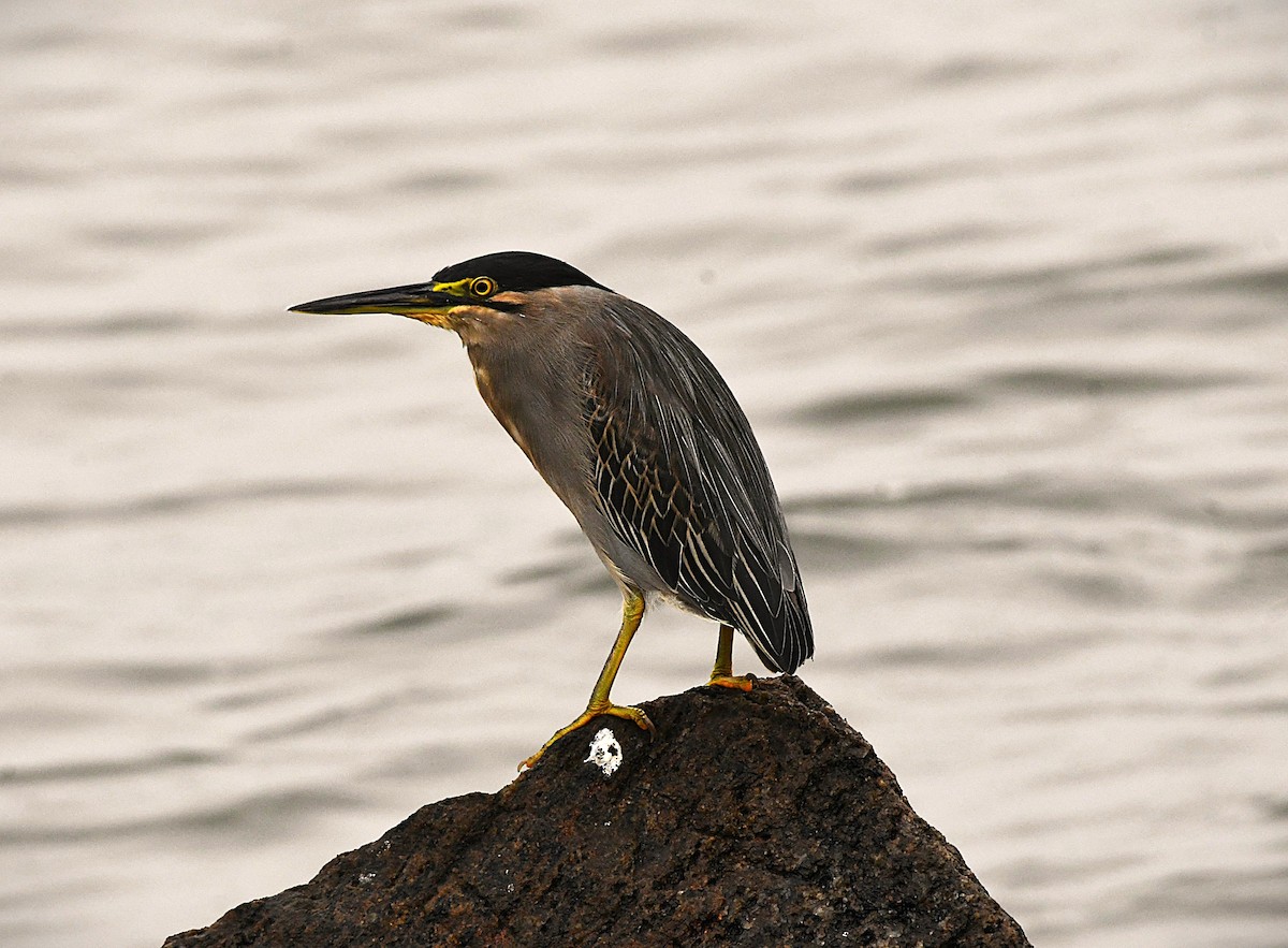 Little Heron - ML646289797