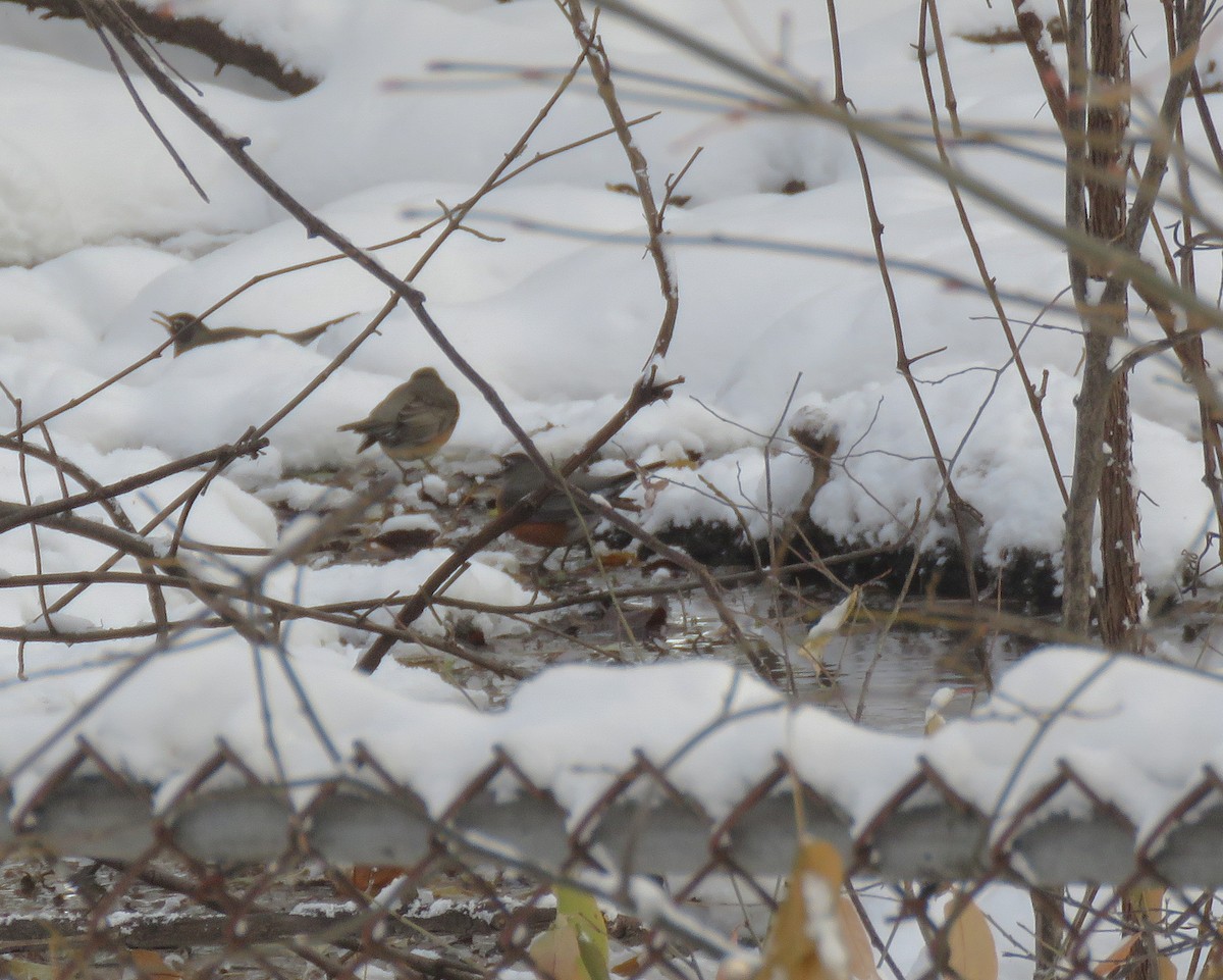 American Robin - ML646289798