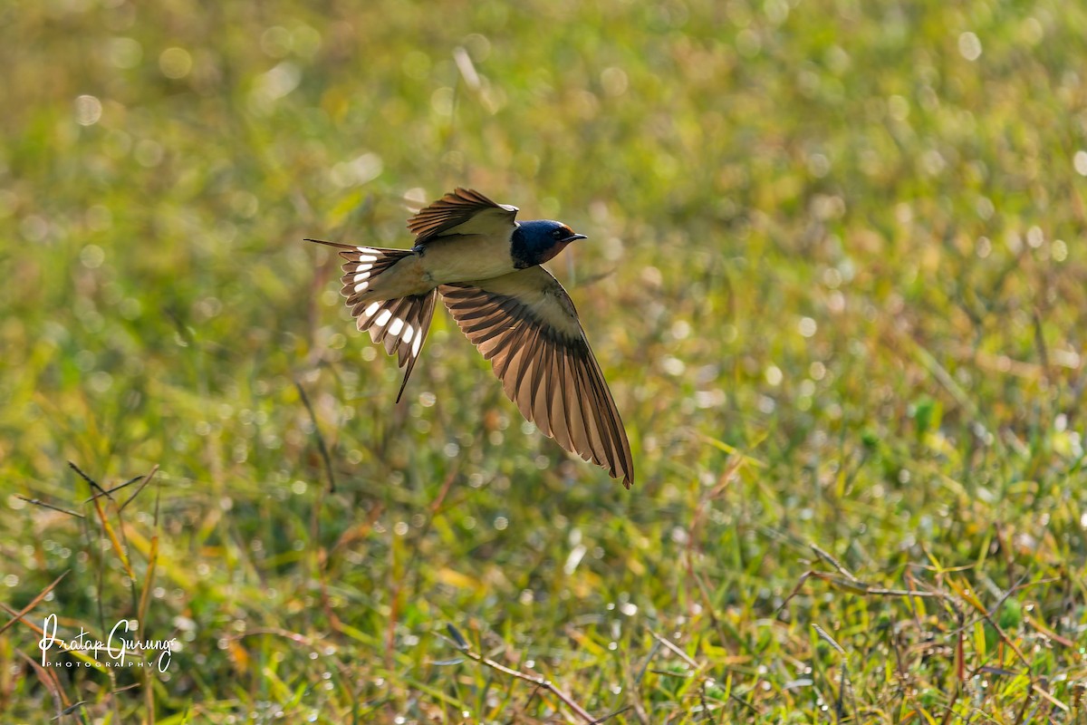 vlaštovka obecná - ML646289799