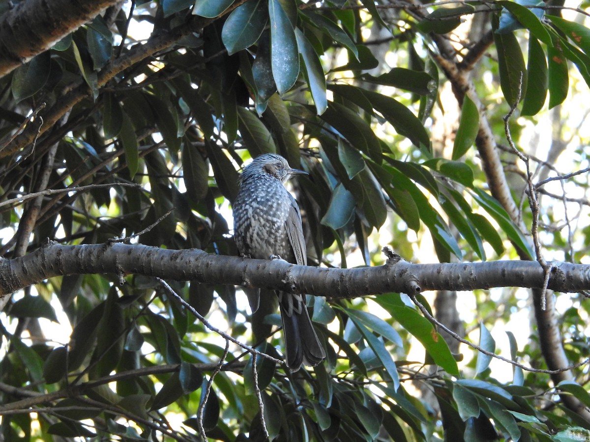 Brown-eared Bulbul - ML646289803