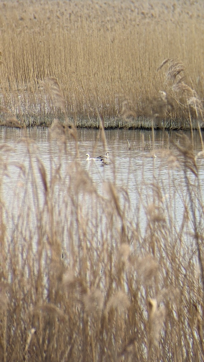 מרגון גמדי - ML646289805