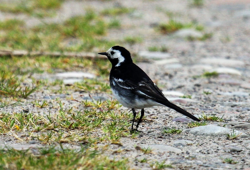 White Wagtail - ML646289808