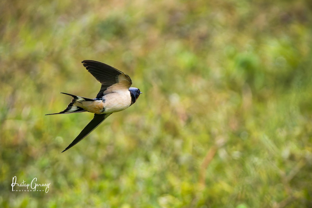 vlaštovka obecná - ML646289809