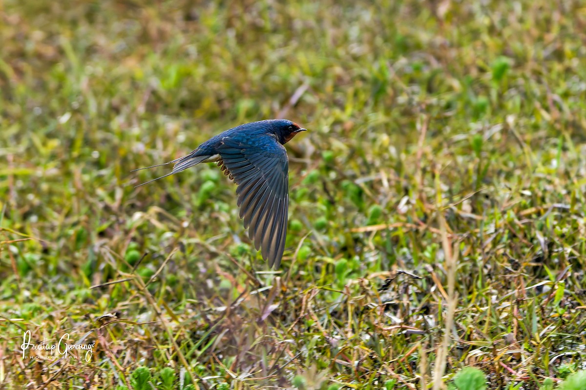 vlaštovka obecná - ML646289810