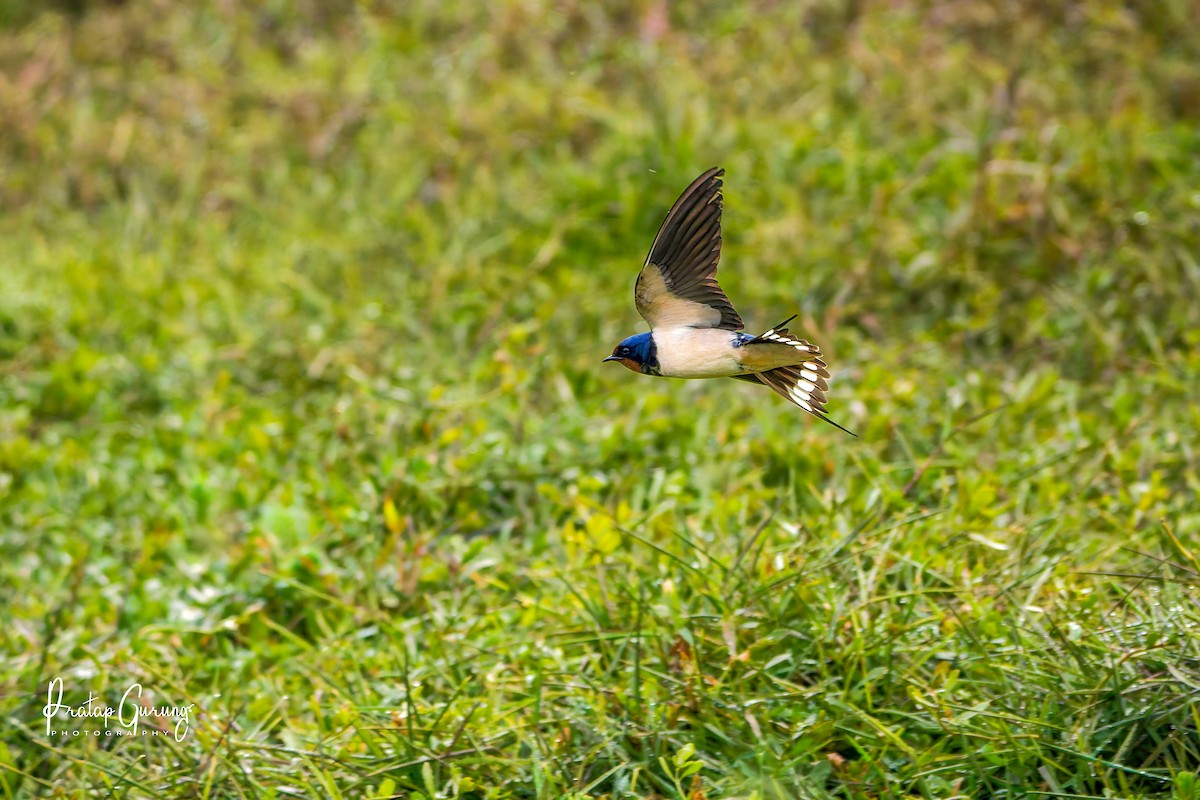 vlaštovka obecná - ML646289811