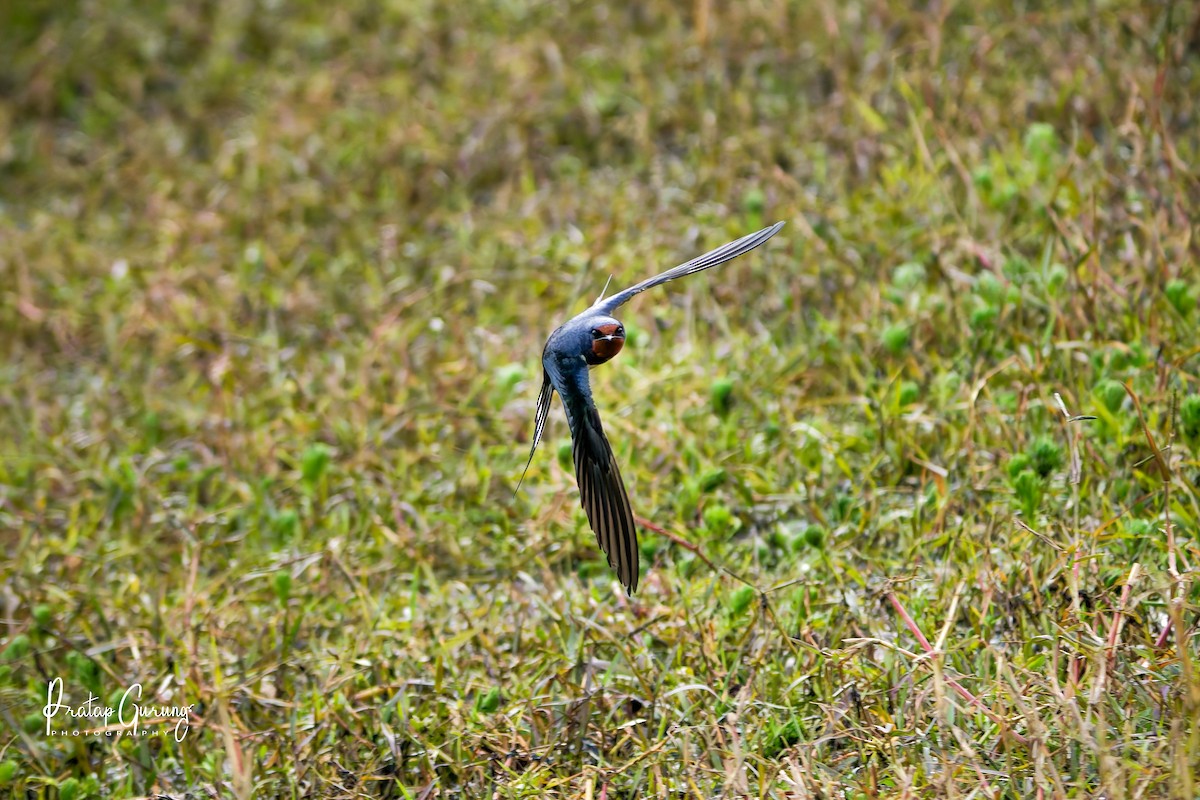 vlaštovka obecná - ML646289812