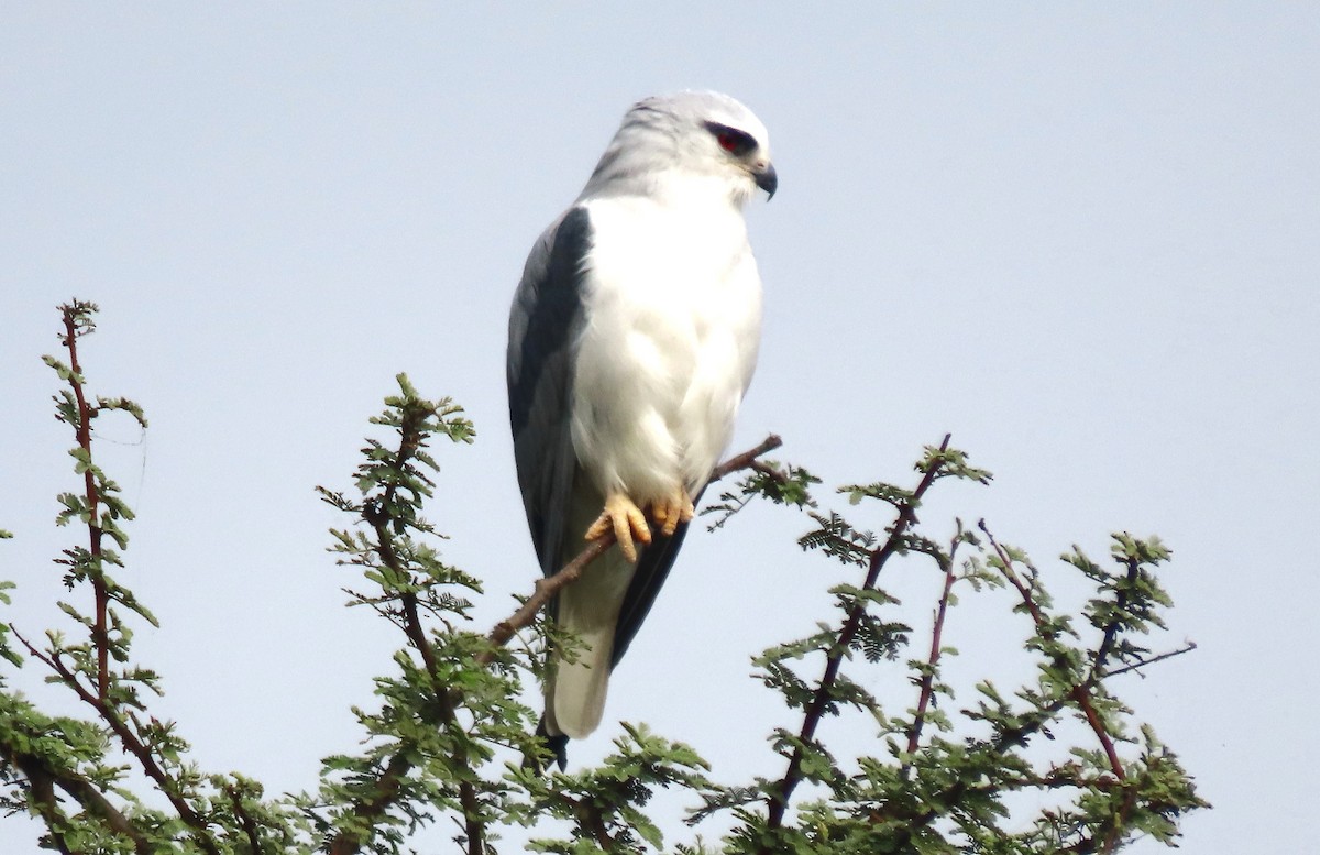 Black-winged Kite - ML646289813
