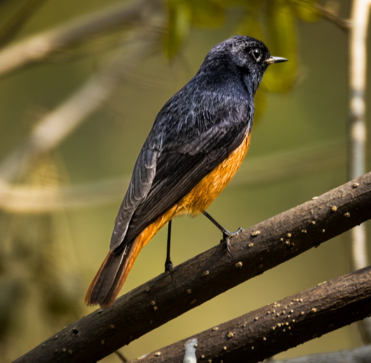 Black Redstart - ML646289817