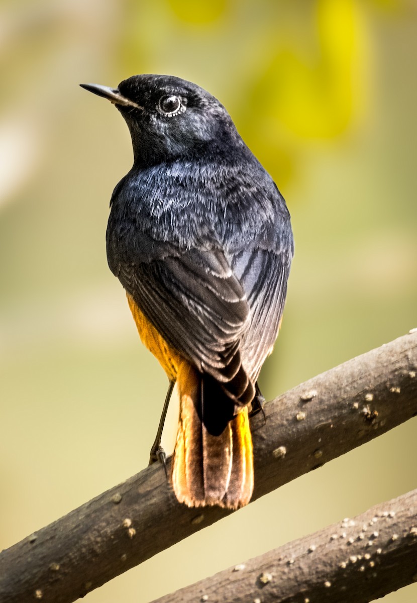 Black Redstart - ML646289818