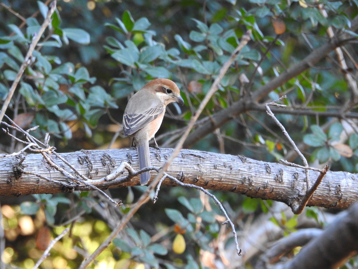 Bull-headed Shrike - ML646289820