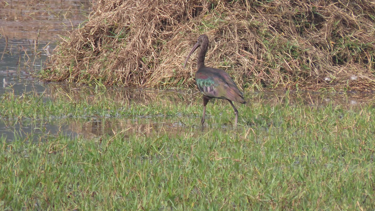 Glossy Ibis - ML646289823