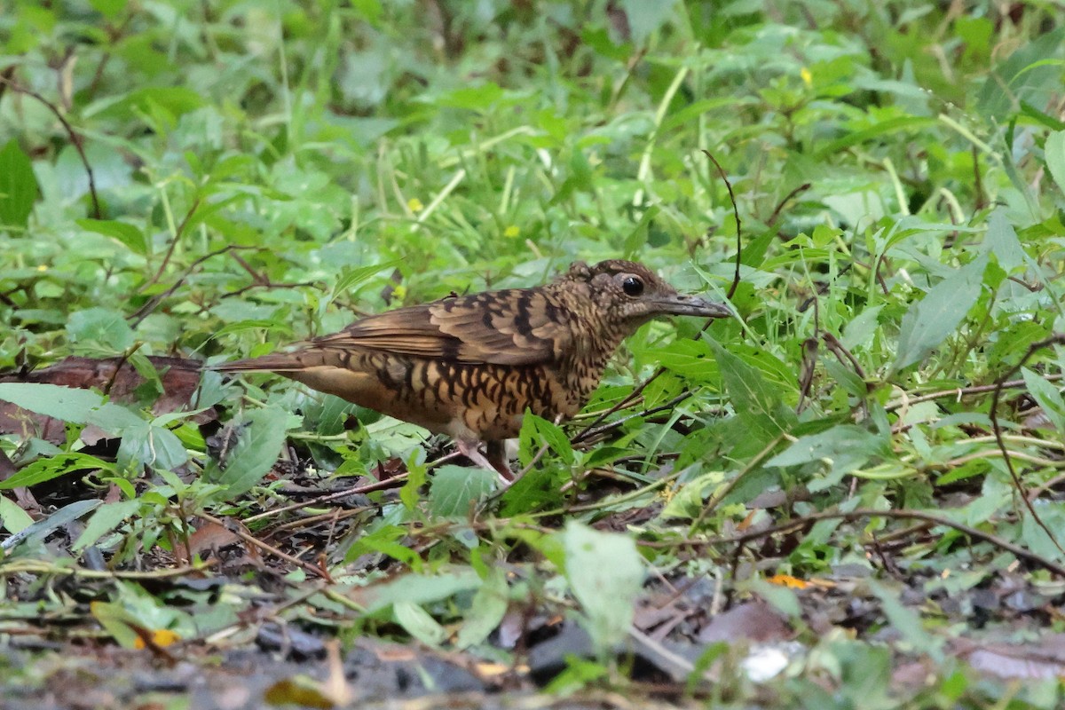Sri Lanka Thrush - ML646289825
