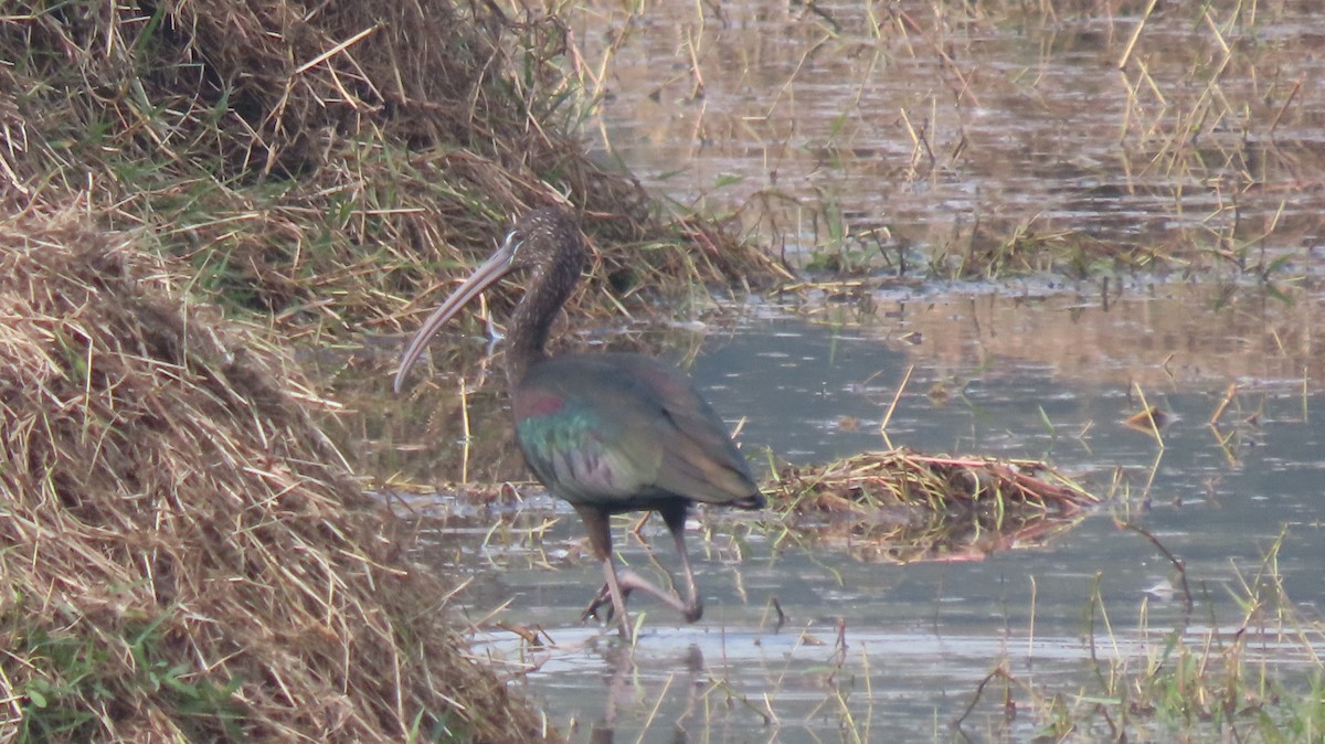Glossy Ibis - ML646289826