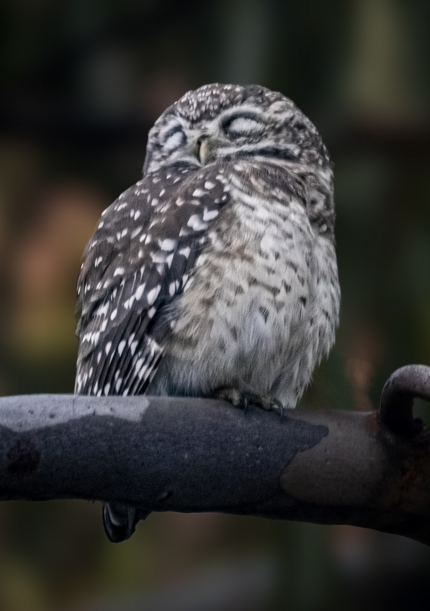 Spotted Owlet - ML646289831