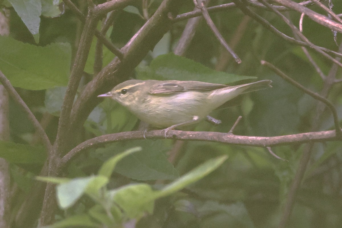 Green Warbler - ML646289833