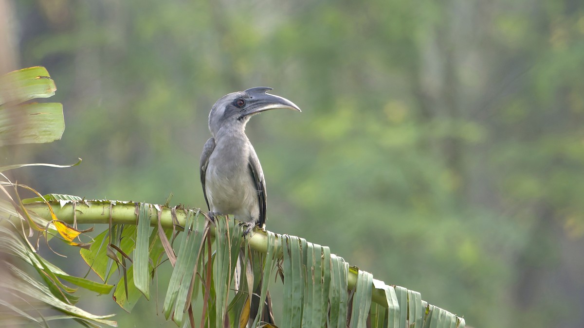 Indian Gray Hornbill - ML646289835