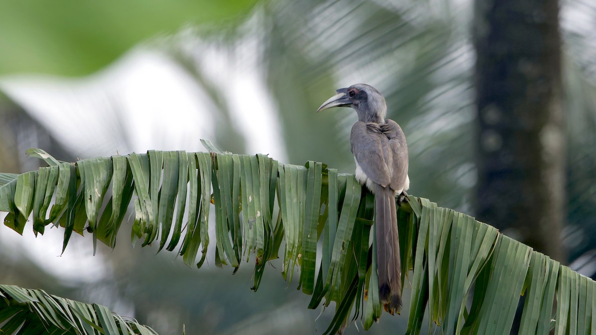 Indian Gray Hornbill - ML646289836