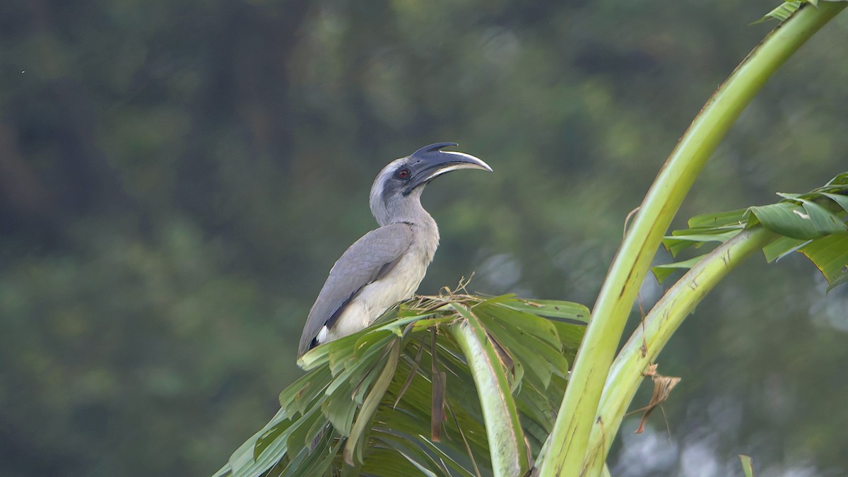 Indian Gray Hornbill - ML646289839