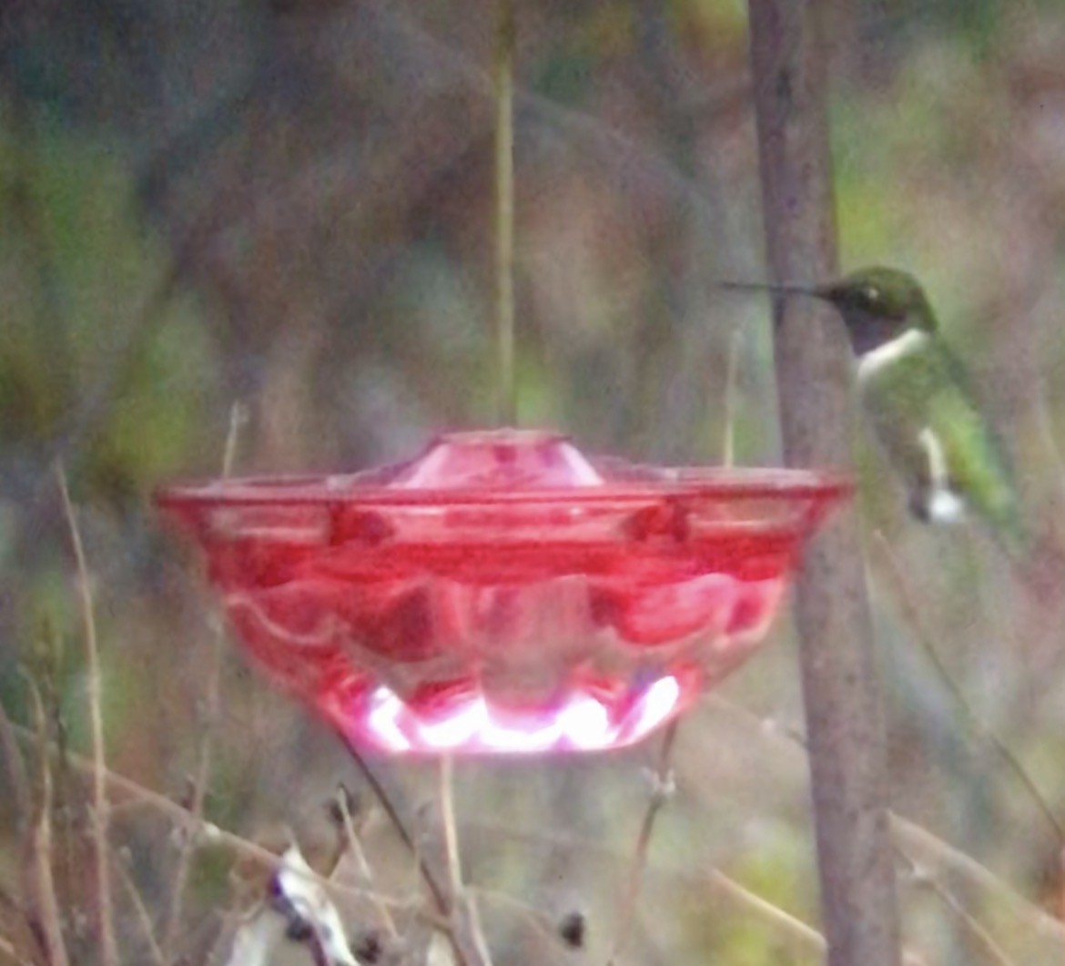 Ruby-throated Hummingbird - ML646289840