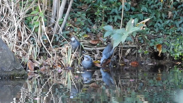Brown-eared Bulbul - ML646289841