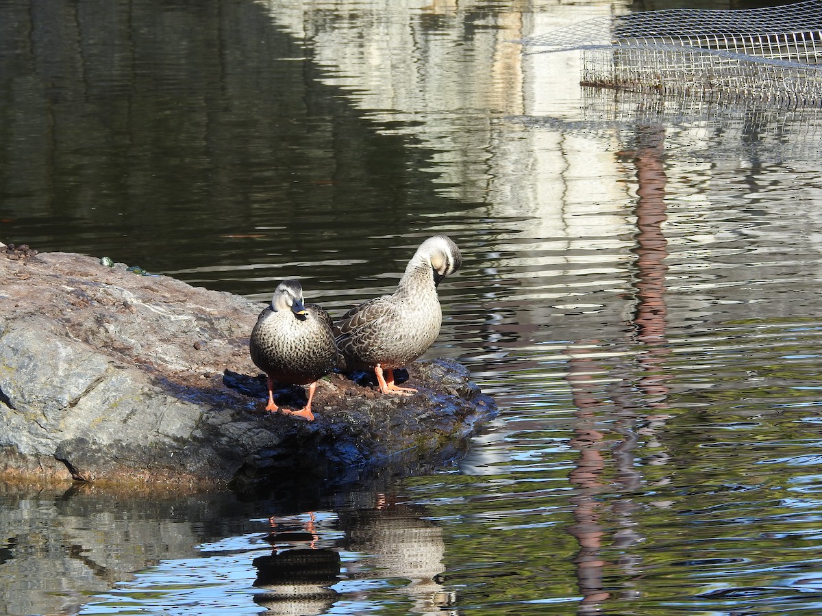 Eastern Spot-billed Duck - ML646289851