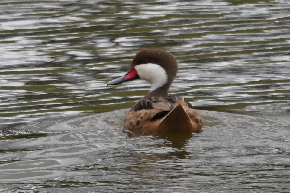 White-cheeked Pintail - ML646289853