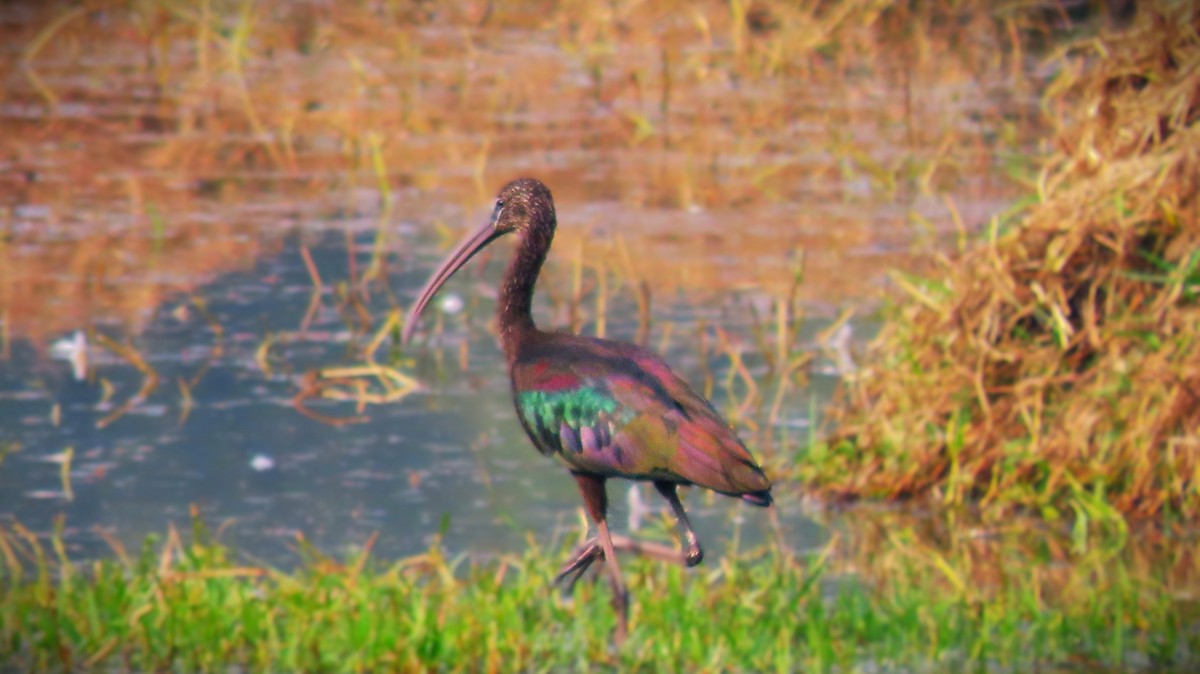 Glossy Ibis - ML646289862