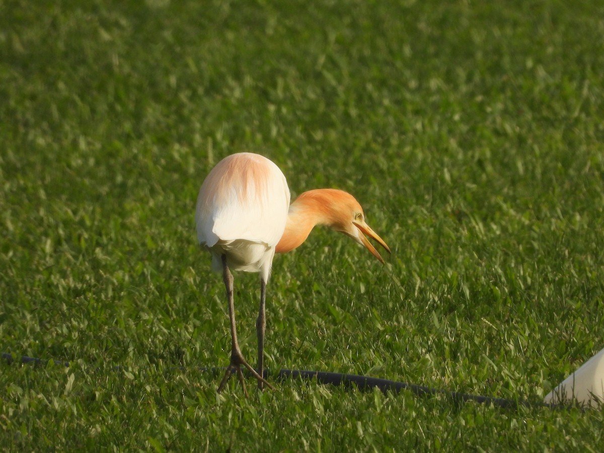 Eastern Cattle-Egret - ML646289864