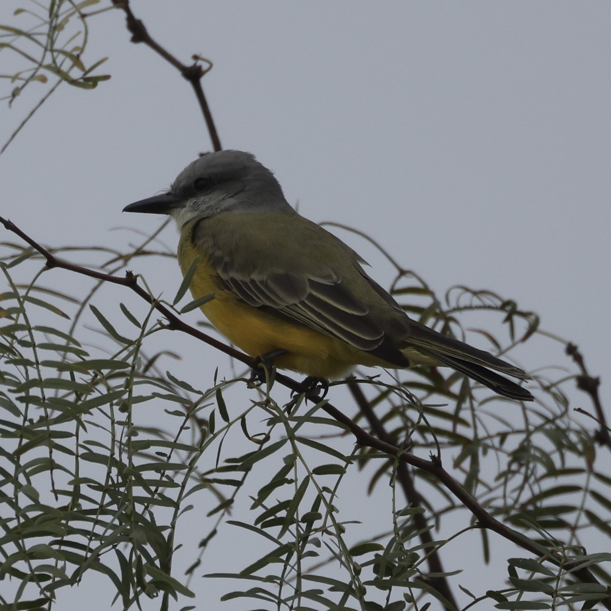 Tropical Kingbird - ML646289867