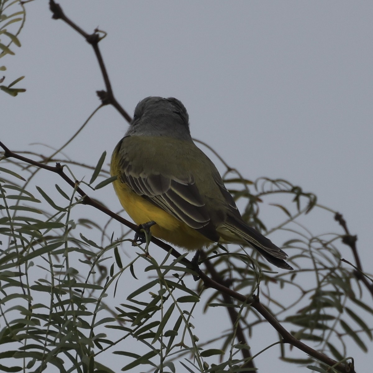 Tropical Kingbird - ML646289868