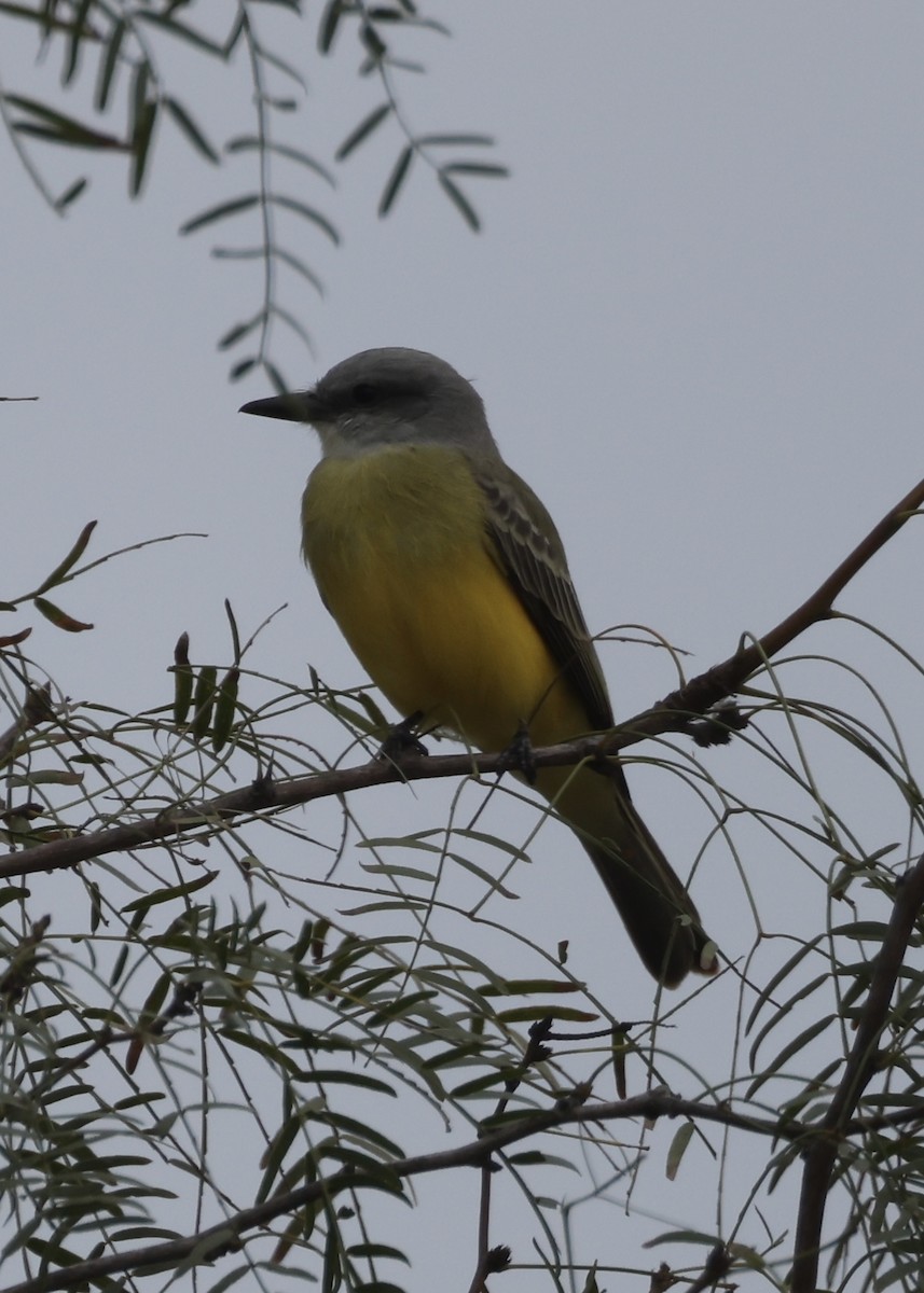 Tropical Kingbird - ML646289869