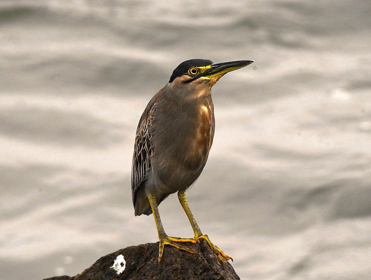 Little Heron - ML646289875