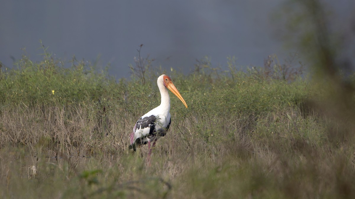 Painted Stork - ML646289877