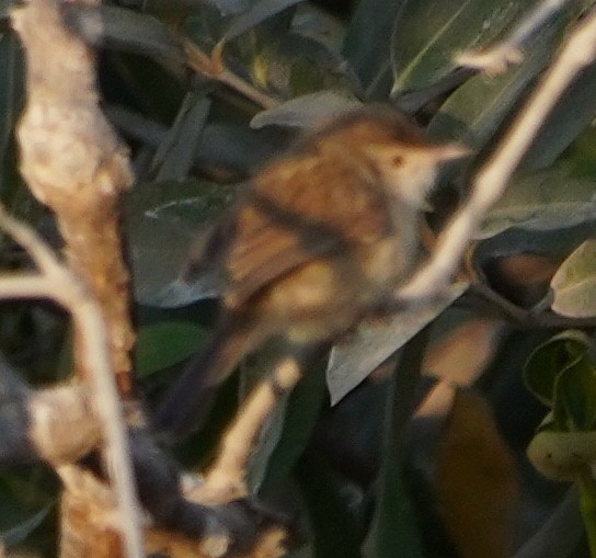 Delicate Prinia - ML646289881