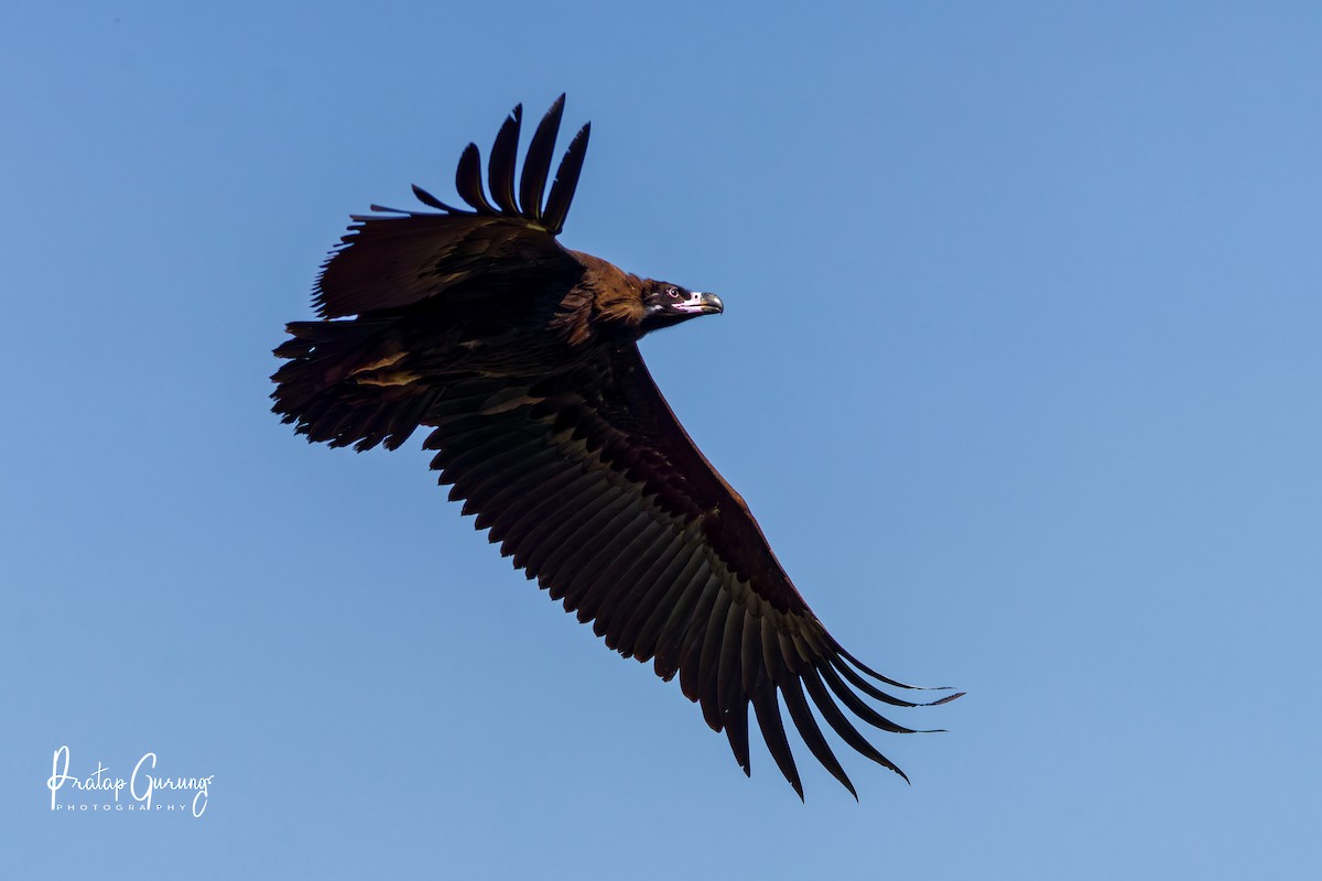 sup hnědý - ML646289885