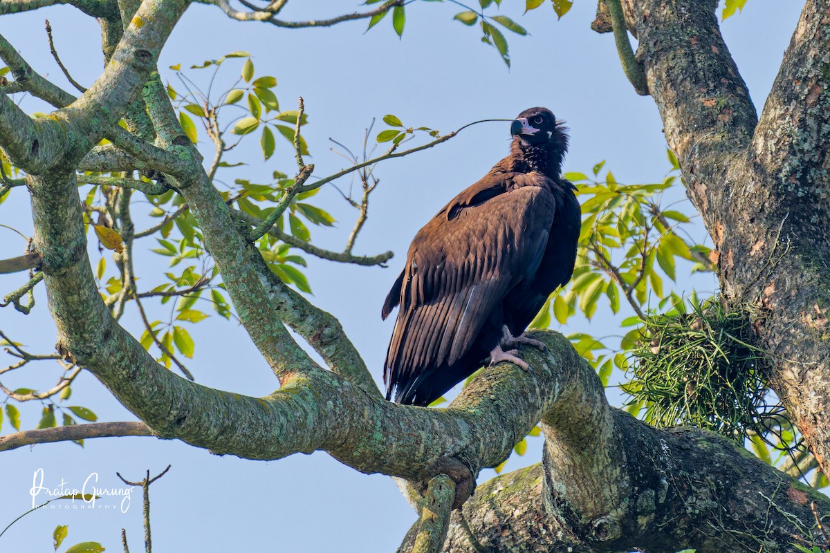 sup hnědý - ML646289886