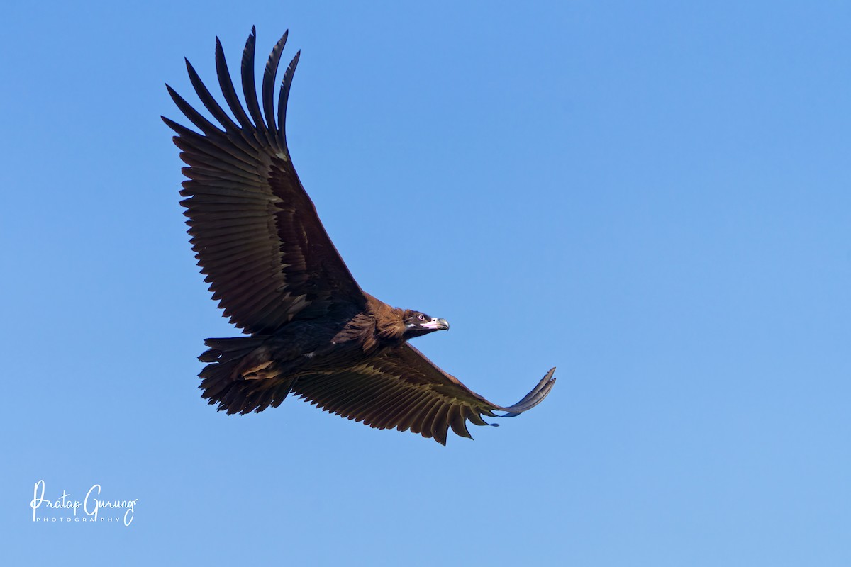 sup hnědý - ML646289887