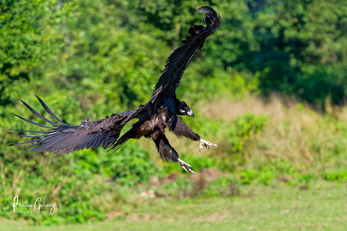 sup hnědý - ML646289888