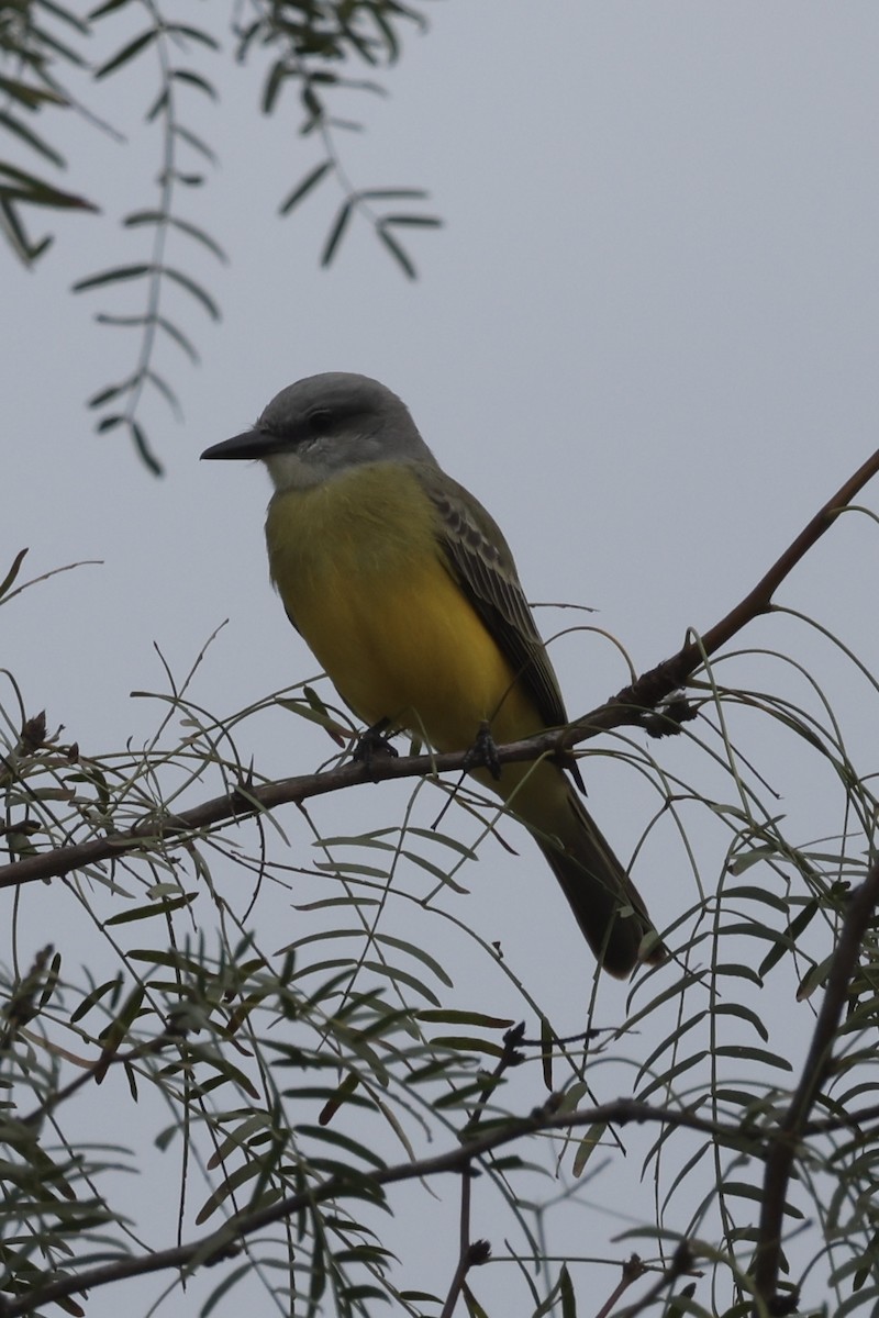 Tropical Kingbird - ML646289893