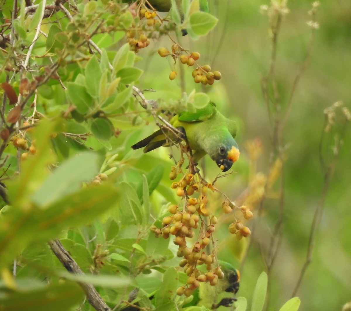 Peach-fronted Parakeet - ML646289896