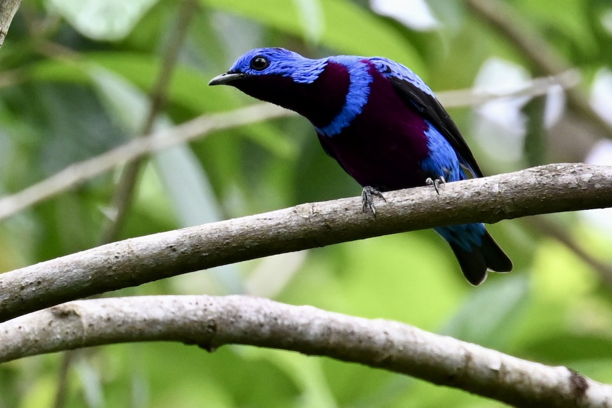 Banded Cotinga - ML646289902